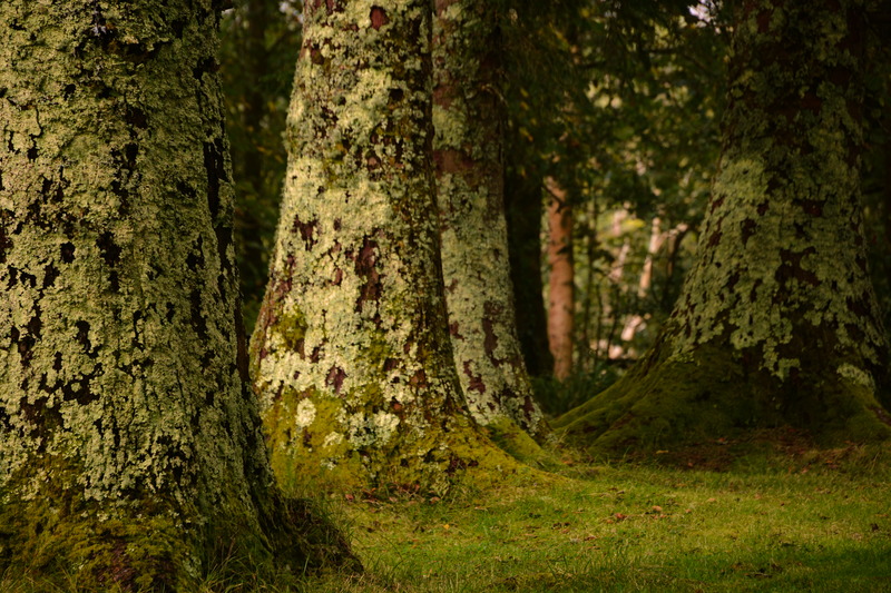 Baumgruppe am Diamond Hill
